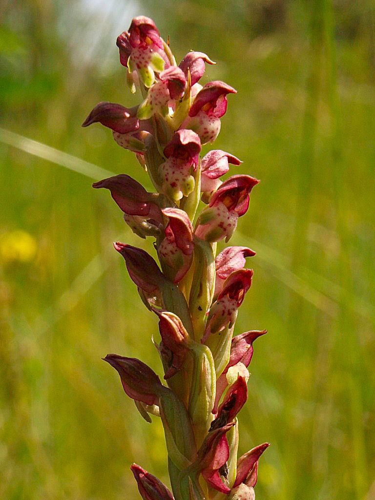 Cimicina o fragrans?